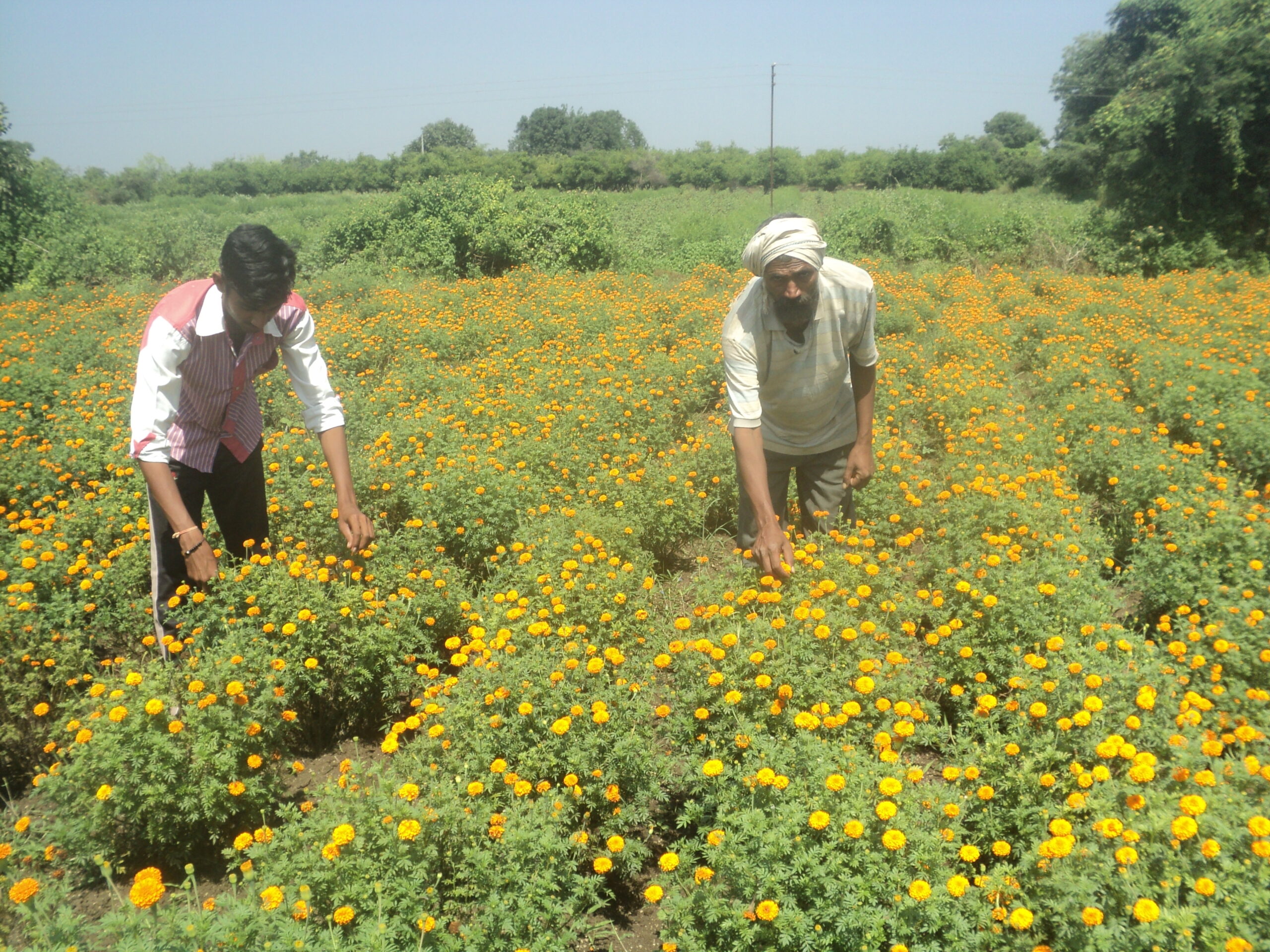 Innovative Farming Vidarbha - YUVA